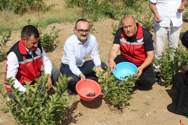 Foto - Yozgat'ta "süper meyve" aronyanın hasadı yapıldı