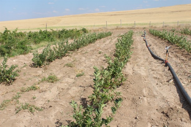 Foto - Yozgat'ta "süper meyve" aronyanın hasadı yapıldı
