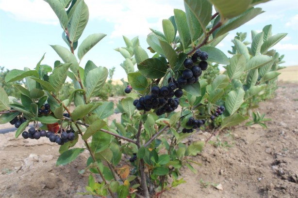 Foto - Yozgat'ta "süper meyve" aronyanın hasadı yapıldı