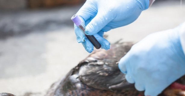 Foto - Yüksek derecede patojenik bir kuş gribi virüsü bulundu! Yeni bir salgın korkusu