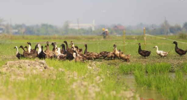 Foto - Yüksek derecede patojenik bir kuş gribi virüsü bulundu! Yeni bir salgın korkusu