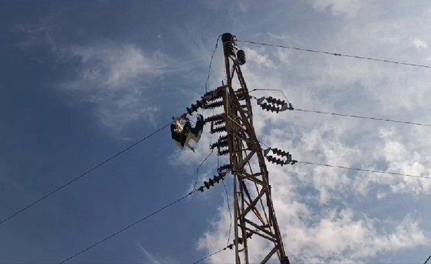 Foto - Yüksek gerilim hattında asılı kalan leyleği itfaiye kurtardı