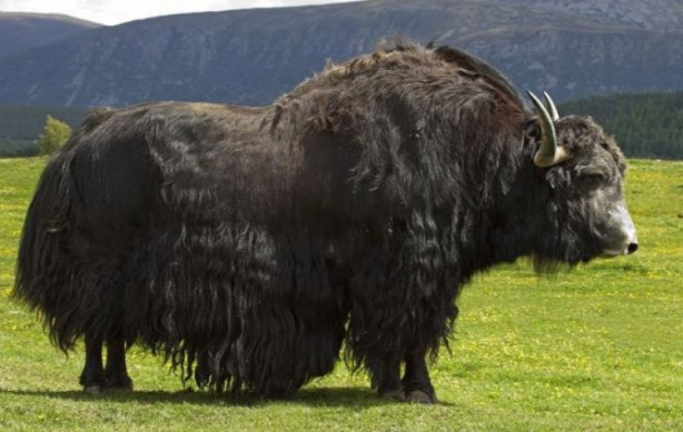 Foto - Yüksek karlı yaylaların hakimi: Tibet sığırı