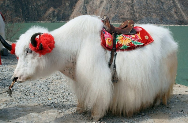 Foto - Yüksek karlı yaylaların hakimi: Tibet sığırı