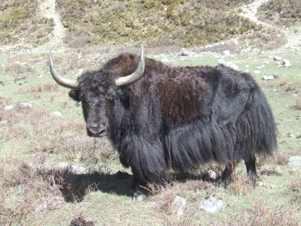Foto - Yüksek karlı yaylaların hakimi: Tibet sığırı