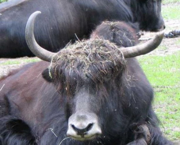 Foto - Yüksek karlı yaylaların hakimi: Tibet sığırı