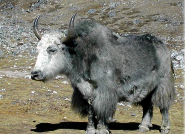 Foto - Yüksek karlı yaylaların hakimi: Tibet sığırı