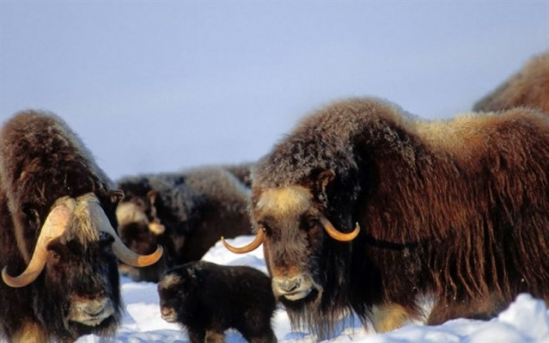 Foto - Yüksek karlı yaylaların hakimi: Tibet sığırı