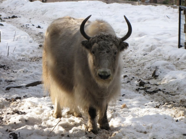 Foto - Yüksek karlı yaylaların hakimi: Tibet sığırı