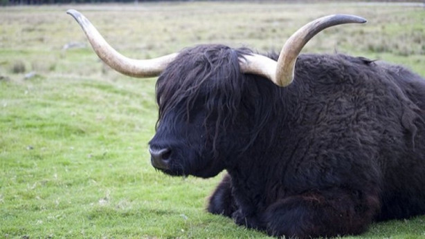 Yüksek karlı yaylaların hakimi: Tibet sığırı