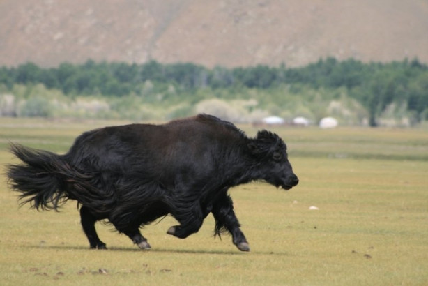 Foto - Yüksek karlı yaylaların hakimi: Tibet sığırı