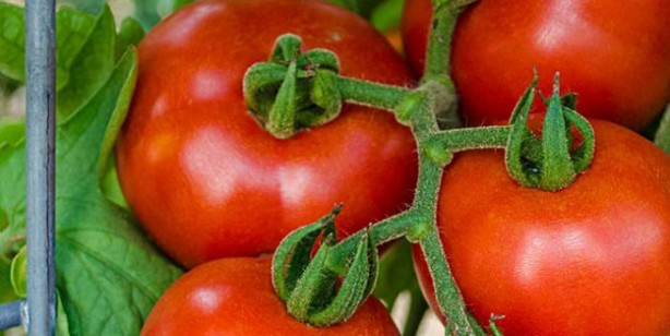 Foto - Yüksek tansiyona iyi gelen besinler 