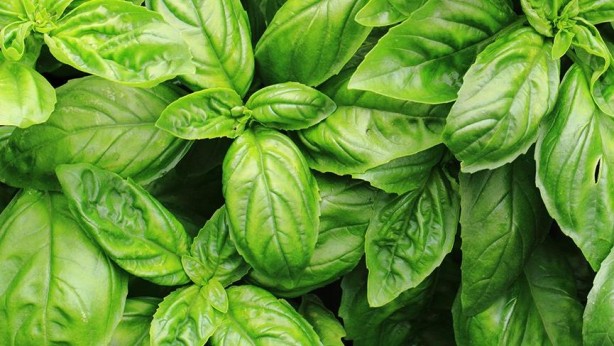 Foto - Yüksek tansiyonla savaşan 7 bitki