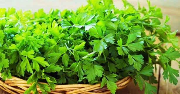 Foto - Yüksek tansiyonla savaşan 7 bitki