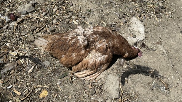 Foto - Yüksekova'da başıboş köpekler kümese girerek çok sayıda tavuğu telef etti