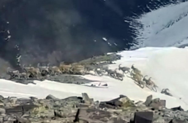 Foto - Yüksekova’da sürü halinde gezen dağ keçileri kameraya yansıdı