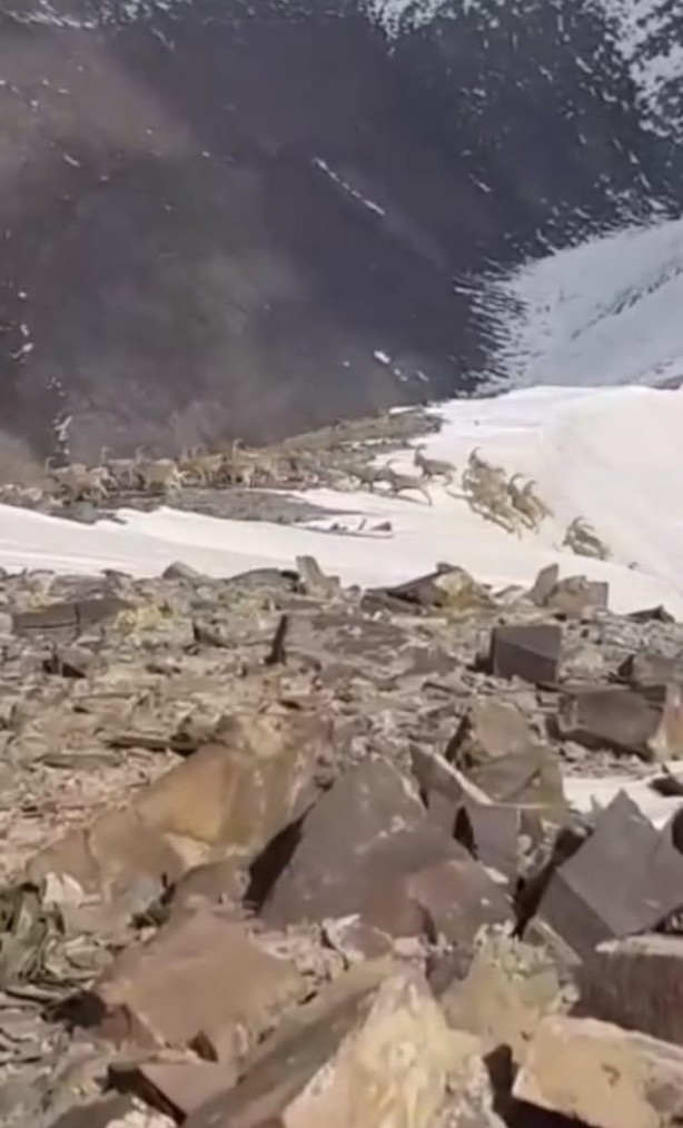 Foto - Yüksekova’da sürü halinde gezen dağ keçileri kameraya yansıdı
