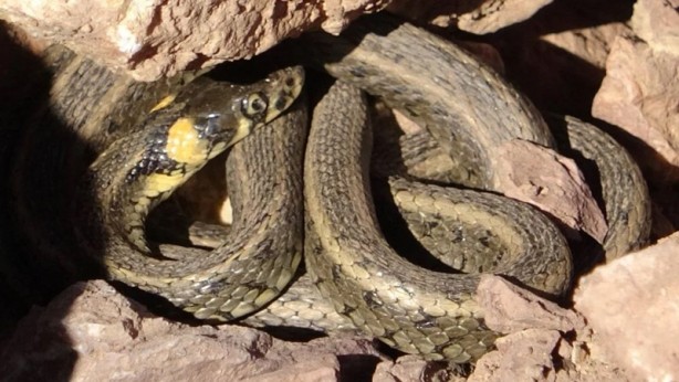 Foto - Yüksekova'da yılan istilası