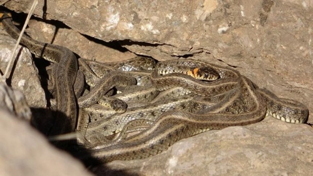 Foto - Yüksekova'da yılan istilası