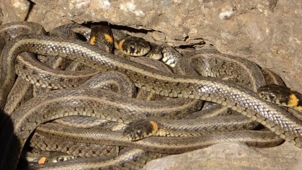 Foto - Yüksekova'da yılan istilası