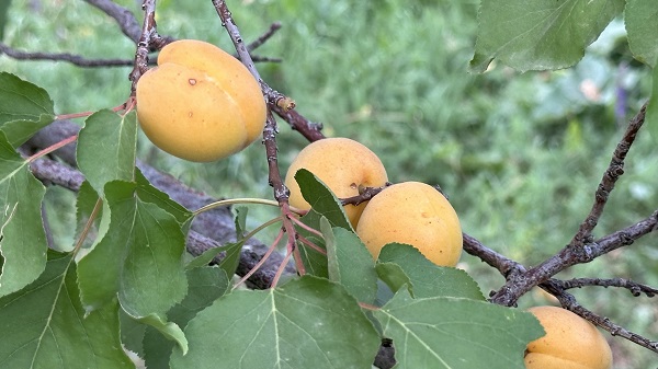 Foto - Yüksekova'dan bereket fışkırıyor
