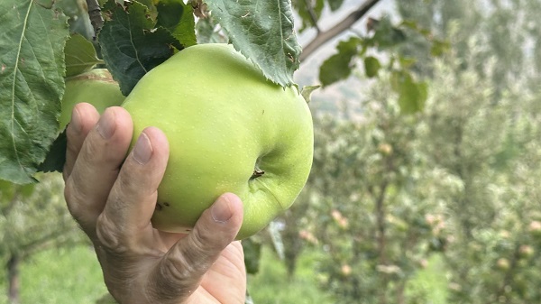 Foto - Yüksekova'dan bereket fışkırıyor