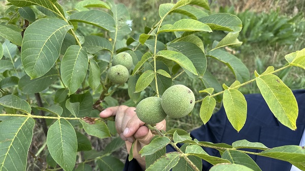 Foto - Yüksekova'dan bereket fışkırıyor