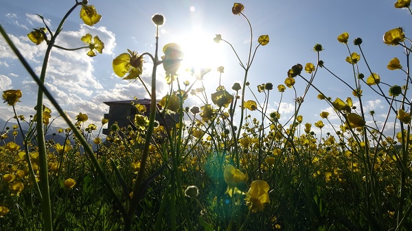 Foto - Yüksekova'yı sarı çiçekler sardı