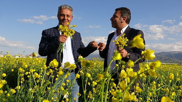 Foto - Yüksekova'yı sarı çiçekler sardı