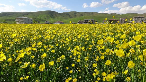 Foto - Yüksekova'yı sarı çiçekler sardı