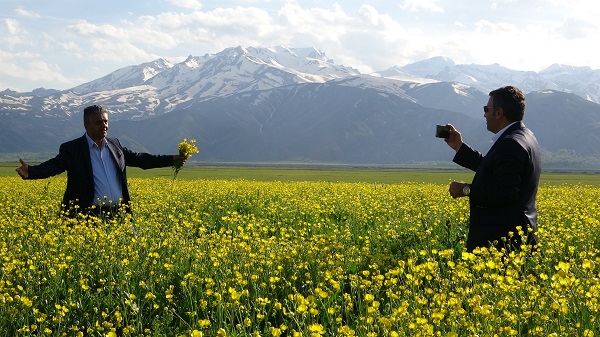 Foto - Yüksekova'yı sarı çiçekler sardı