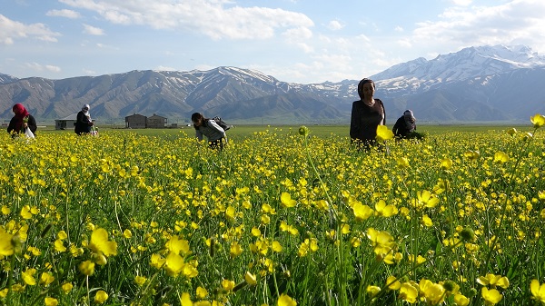 Foto - Yüksekova'yı sarı çiçekler sardı