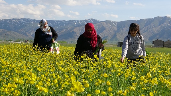 Foto - Yüksekova'yı sarı çiçekler sardı