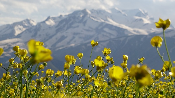 Yüksekova'yı sarı çiçekler sardı
