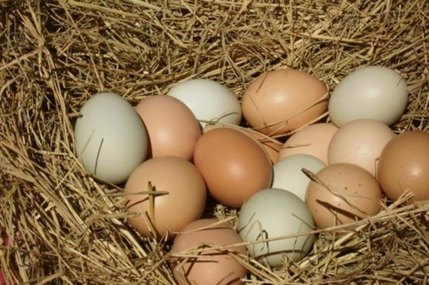 Foto - Yumurta alırken bunlara dikkat edin!