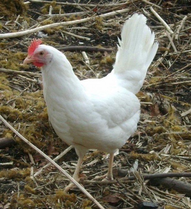 Foto - Yumurta alırken bunlara dikkat edin!