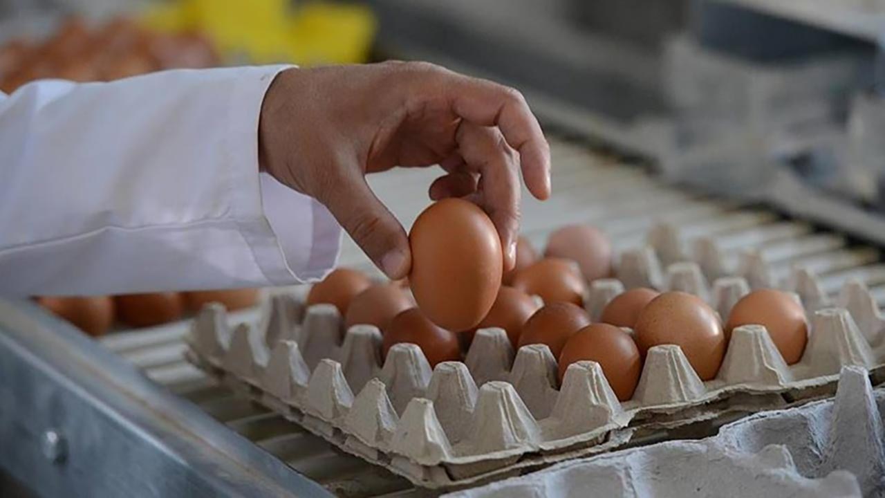 Foto - Yumurta fiyat krizi! Bu kadarı da beklenmiyordu