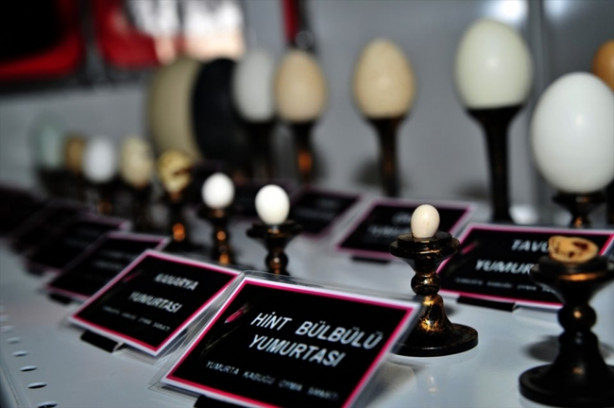 Foto - Yumurta kabuğunda muhteşem sanat!