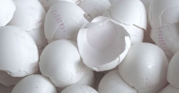 Foto - Yumurta kabuğunu çöpe atmayın!