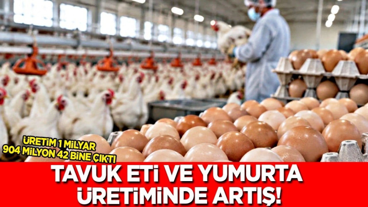 Yumurta ve Tavuk eti üretiminde artış... İlişkin yeni verileri TÜİK açıkladı