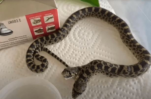Foto - Yumurtadan çıkan hayvanı görünce gözleri fal taşı gibi açıldı! 100 binde bir ihtimal gerçekleşti! Hiç kimse bunu beklemiyordu