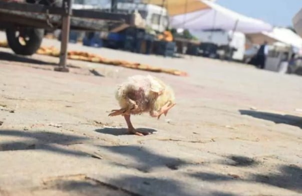 Foto - Yumurtadan çıkan herkesi şaşkına çevirdi: ilk defa böyle bir şey görüyorum