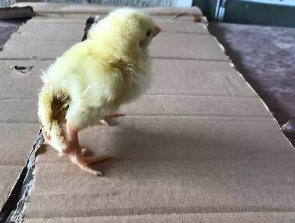 Foto - Yumurtadan çıkan herkesi şaşkına çevirdi: ilk defa böyle bir şey görüyorum