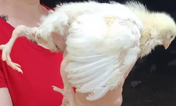 Foto - Yumurtadan çıkan herkesi şaşkına çevirdi: ilk defa böyle bir şey görüyorum