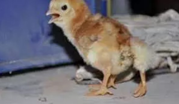 Foto - Yumurtadan çıkan herkesi şaşkına çevirdi: ilk defa böyle bir şey görüyorum