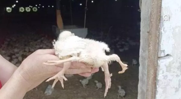 Foto - Yumurtadan çıkan herkesi şaşkına çevirdi: ilk defa böyle bir şey görüyorum