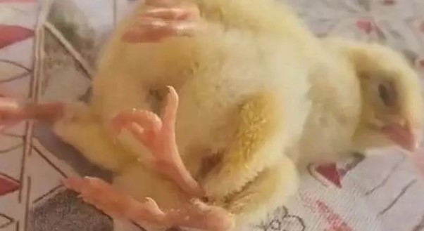 Foto - Yumurtadan çıkan herkesi şaşkına çevirdi: ilk defa böyle bir şey görüyorum