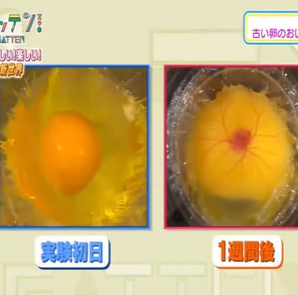 Foto - Yumurtanın civcive dönüşümü görüntülendi! .