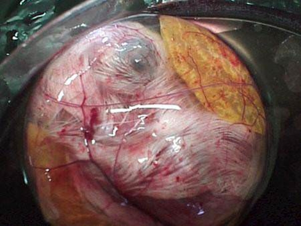 Foto - Yumurtanın civcive dönüşümü görüntülendi! .