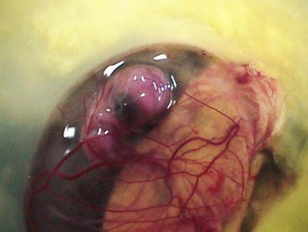 Foto - Yumurtanın civcive dönüşümü görüntülendi! .